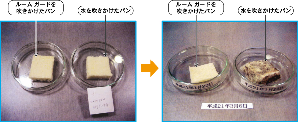 カビ実験